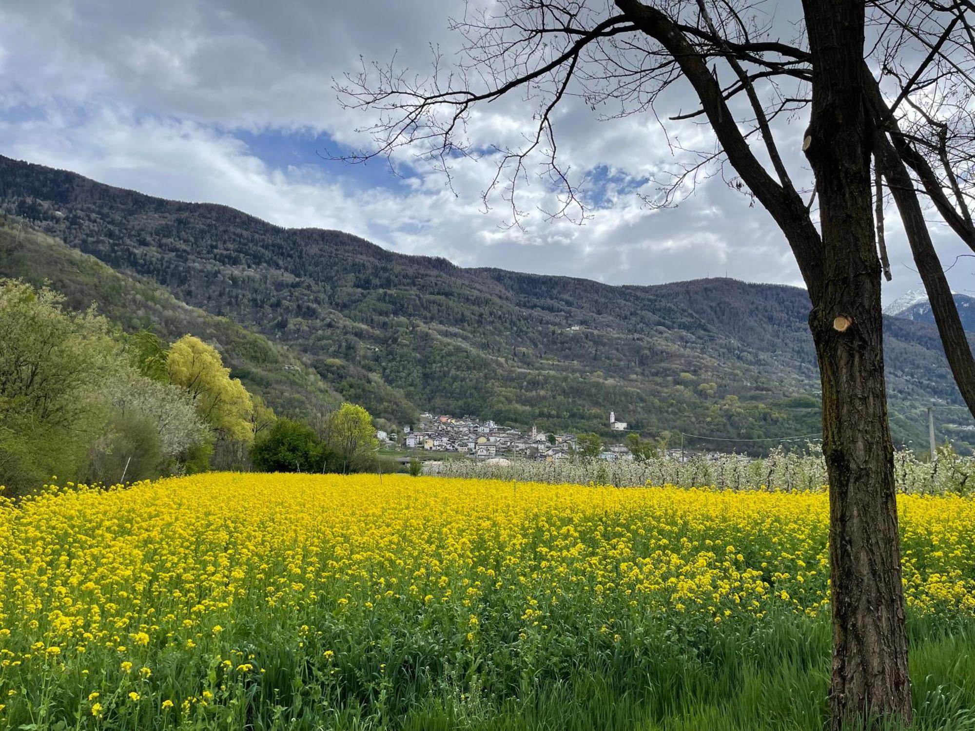 Ca Marasciol A 5 Minuti Dal Trenino Rosso Del Bernina Express Hotel Villa di Tirano Buitenkant foto
